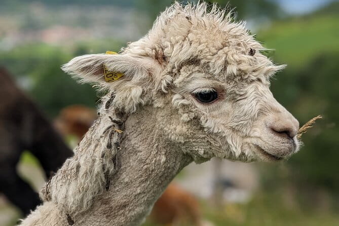 Steim Farm Experience in Vik, Norway - Final Thoughts