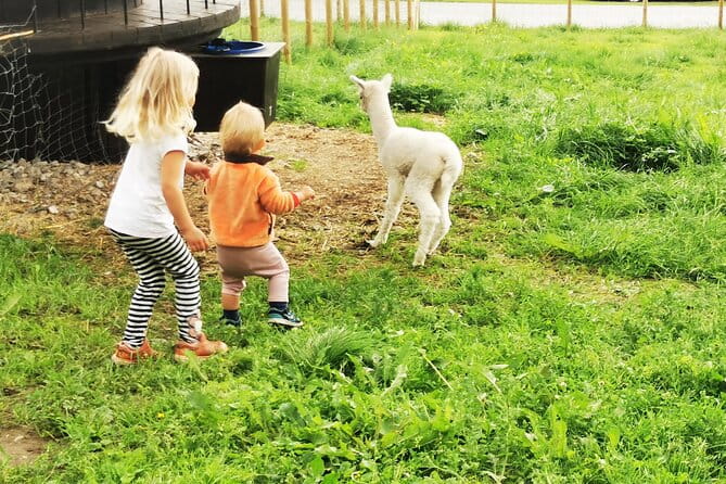 Steim Farm Experience in Vik, Norway - FAQs