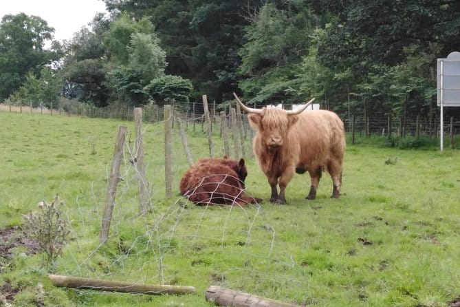 Stirling Castle, Hairy Coo's & The Trossachs - Who Will Love This Tour?