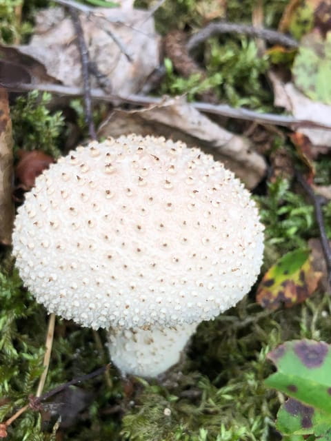 Stockholm, Mushroom and Wild Plant Foraging Tour with expert - Analyzing the Value: Is It Worth the Price?