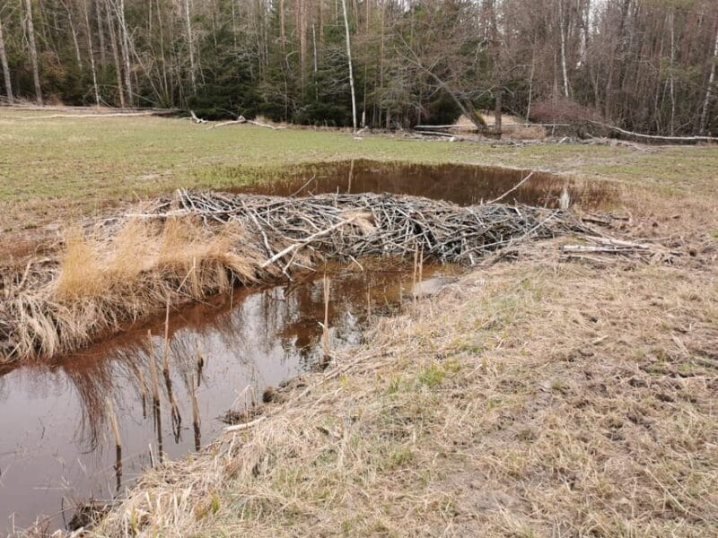 Stockholm: Wildlife Safari - Key points / Takeaways