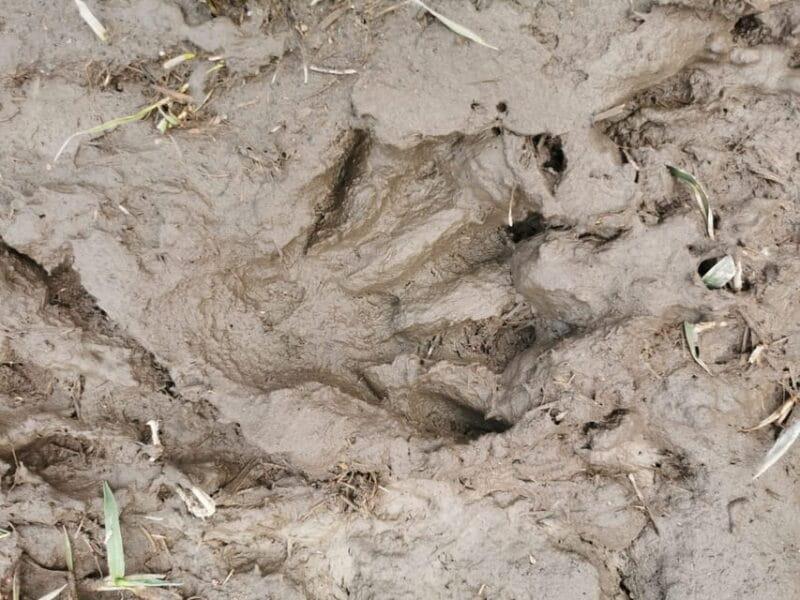 Stockholm: Wildlife Safari - FAQ