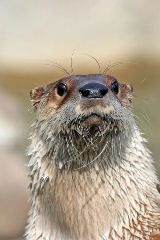 Stoneham, Massachusetts: Stone Zoo Entry Ticket - Key Points