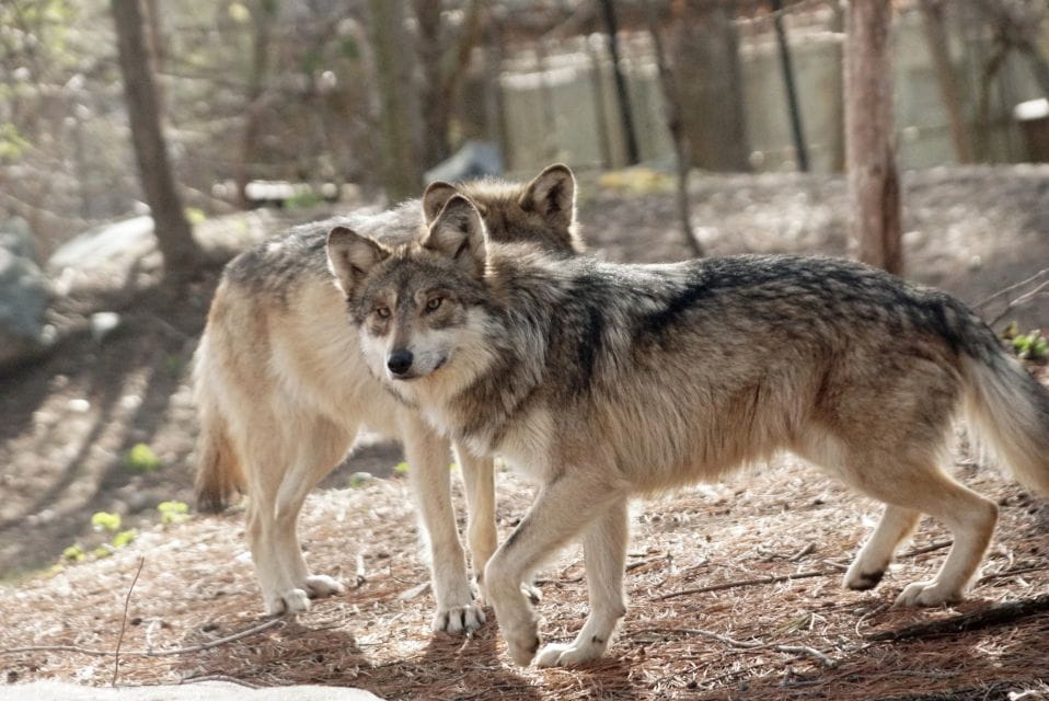 Stoneham, Massachusetts: Stone Zoo Entry Ticket - Reserve Now, Pay Later Option