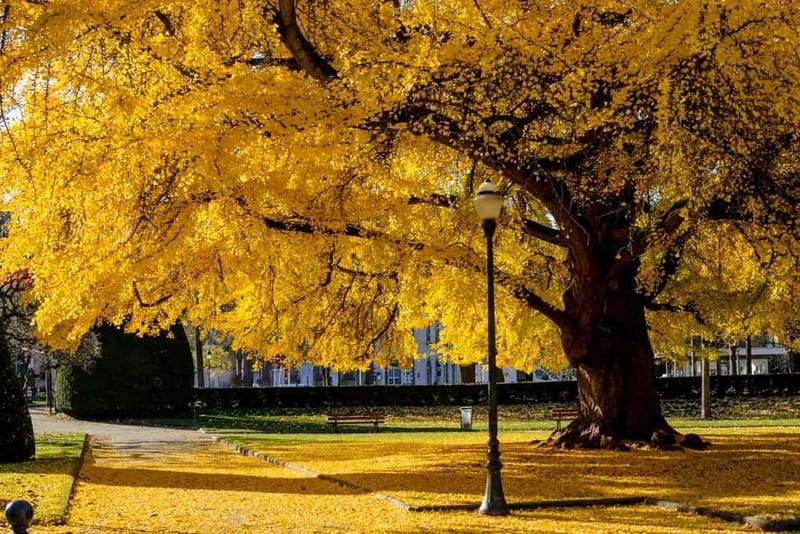 Strasbourg, culinary city tour with tastings in the new town - Who Should Consider This Tour?