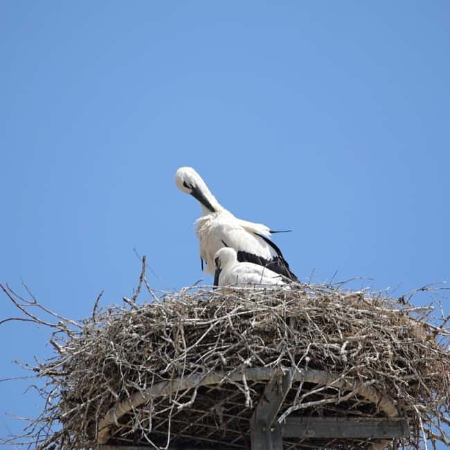 Strasbourg: Food Tour - Strasbourg: Food Tour — A Tasty Journey Through Alsace’s Hidden Flavors