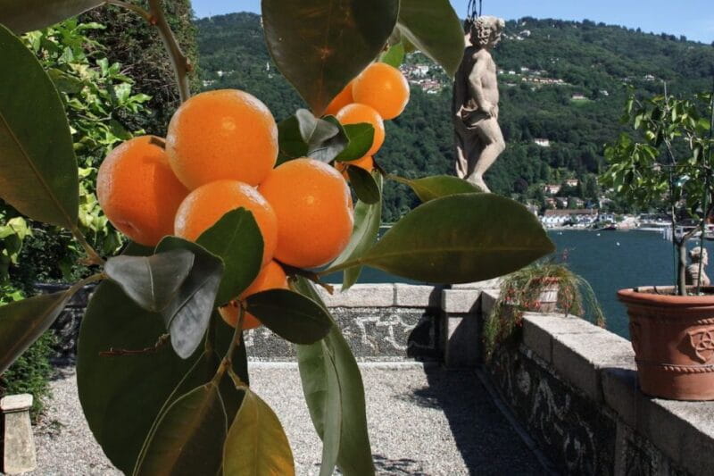 Stresa: Isola Bella Hop-on Hop-off Boat Tour - Who Will Love This Experience?