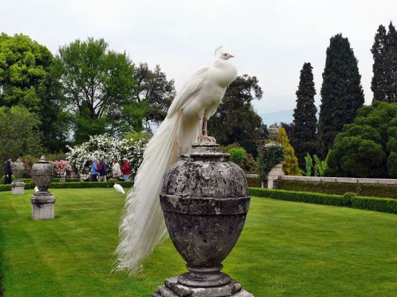 Stresa: Madre & Bella Borromean Islands Boat Trip - Exploring Lake Maggiores Borromean Islands: A Practical Review