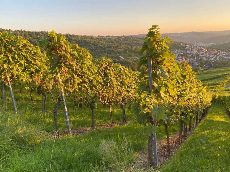 Stuttgart: After work wine walk with tasting - Who Will Love This Tour?