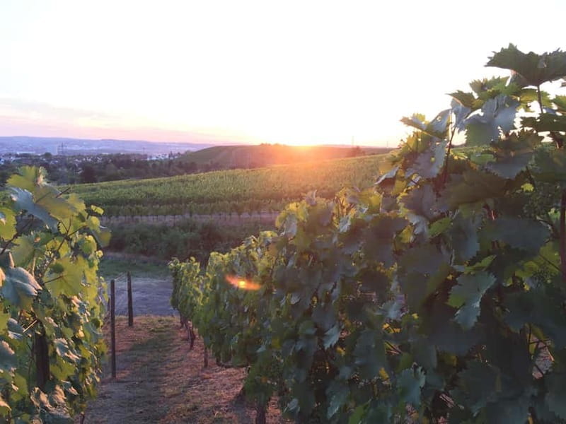 Stuttgart: E-bike wine tour including tasting - Key Points / Takeaways