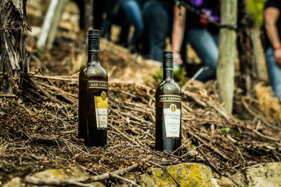 Stuttgart: Guided Vineyards Tour - Exploring the Vineyards