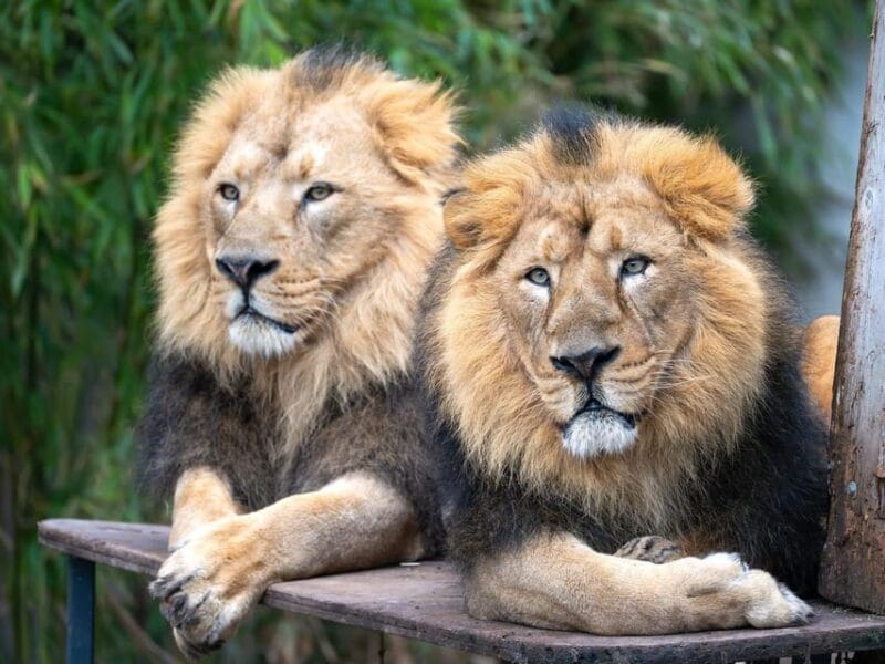 Stuttgart: Wilhelma Zoological-Botanical Garden Ticket - Entering a World of Wonder: Wilhelma’s Unique Setting