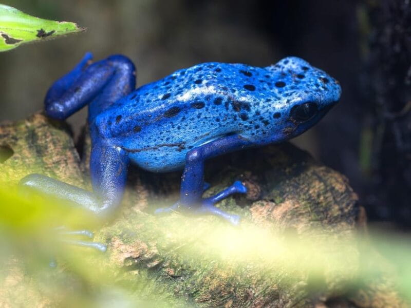 Stuttgart: Wilhelma Zoological-Botanical Garden Ticket - Regions of the World: Amazonia, Terra Australis, Mountain Worlds