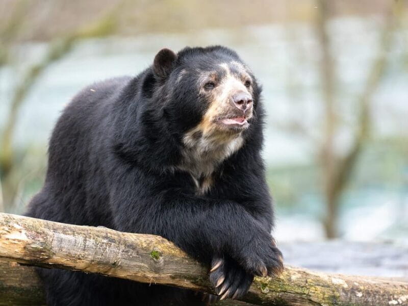 Stuttgart: Wilhelma Zoological-Botanical Garden Ticket - Practicalities: Visiting Tips and Logistics