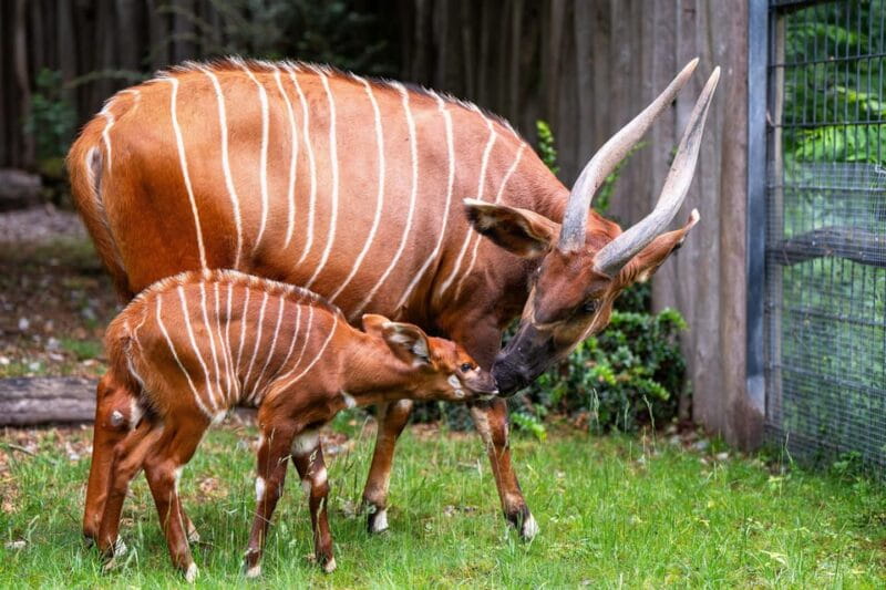 Stuttgart: Wilhelma Zoological-Botanical Garden Ticket - Who Will Love Wilhelma?