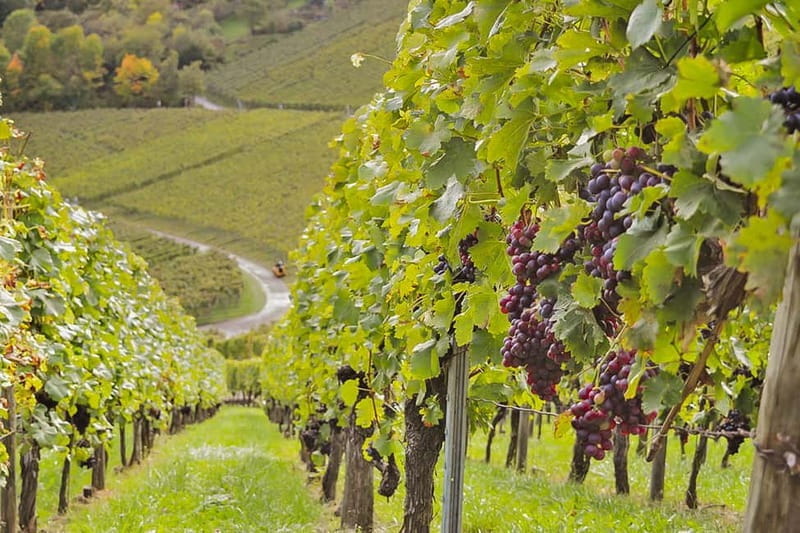 Stuttgart: Wine hike with wine tasting - Key points / Takeaways