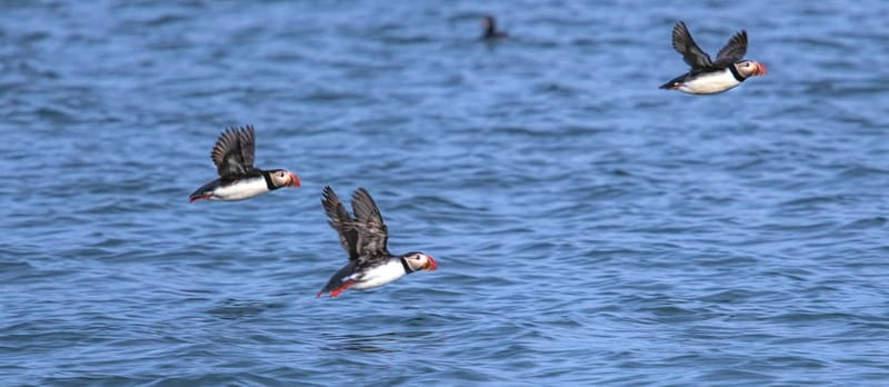 Stykkishólmur: Puffin and Wildlife Boat Tour - Key points / Takeaways