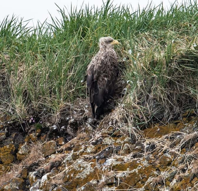 Stykkishólmur: Puffin and Wildlife Boat Tour - Price and Logistics