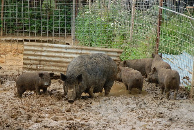 Sugarcane Cutting Experience With Okinawas Grandfather - Experiencing the Sugarcane Squeezing Process