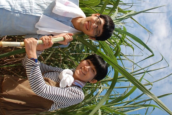 Sugarcane Cutting Experience With Okinawas Grandfather - The Sum Up