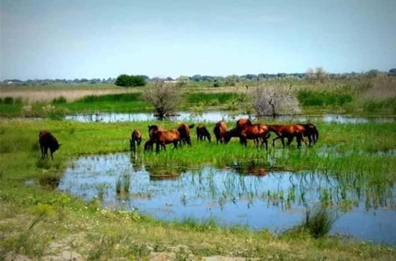 Sulina: Letea Forest Day Trip - In-Depth Review of the Sulina: Letea Forest Day Trip
