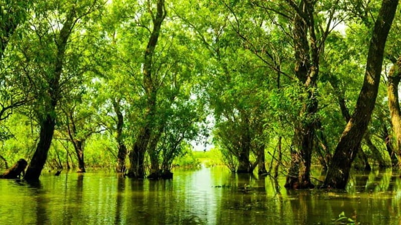 Sulina: Letea Forest Day Trip - The Sum Up