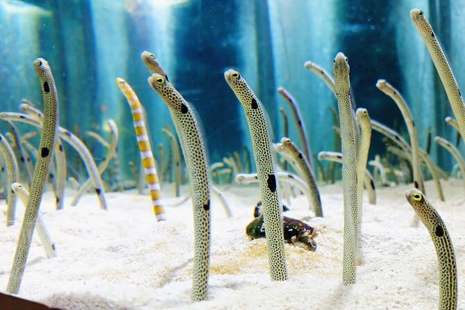 Sumida Aquarium Ticket Tokyo - Highlights of Sumida Aquarium