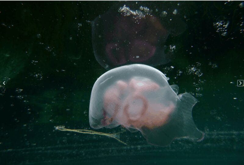 Summer Snorkeling with Grey Seals - Key points / Takeaways