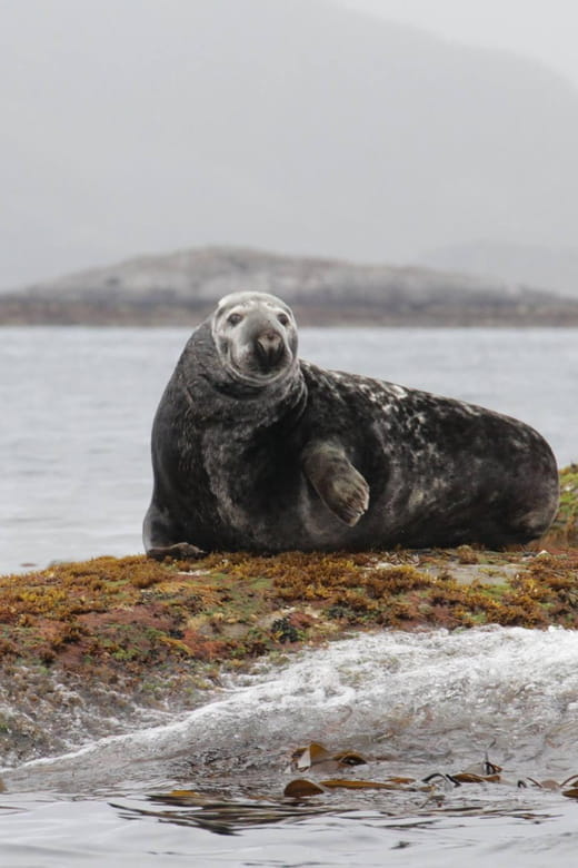 Summer Snorkeling with Grey Seals - Practical Details: Logistics, Gear, and Preparation