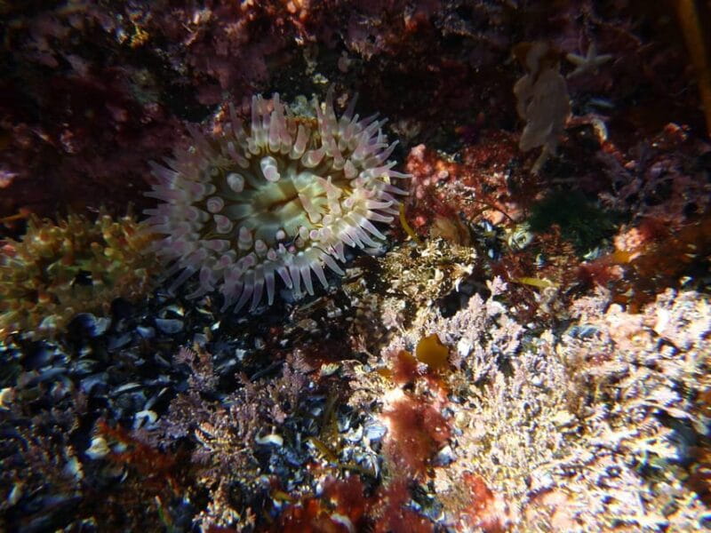 Summer Snorkeling with Grey Seals - Who Would Enjoy This Tour?