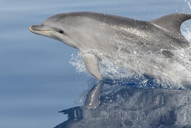 Summer Tour: Dolphin Watching and Guided Snorkeling - Key Points