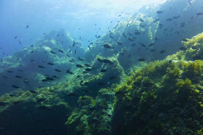 Summer Tour: Dolphin Watching and Guided Snorkeling - Meeting and Pickup