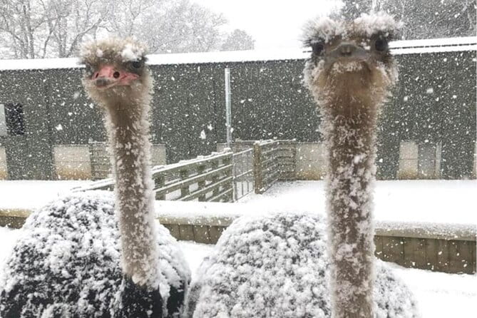 Sumo! Grand Tournament Tokyo - Tips for Attending the Sumo! Grand Tournament