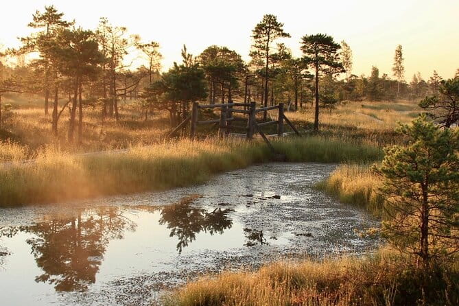 Sunrise at Kemeri National Park - Who Is This Tour Best For?