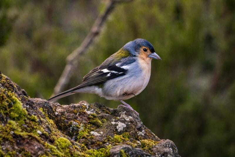 Sunrise Tour @ Pico Do Areiro | Half Day 4x4 Tour - FAQ
