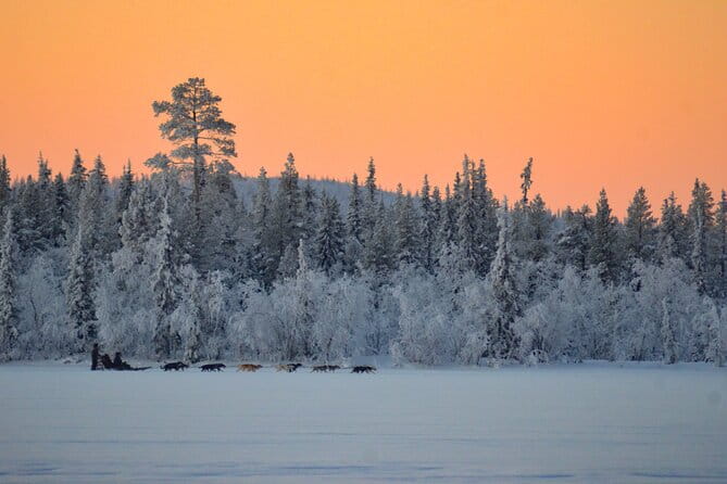 Sunrise Zen Husky Tour (10:00 to 13:00 - sitting on the sled) - In-Depth Review of the Sunrise Zen Husky Tour