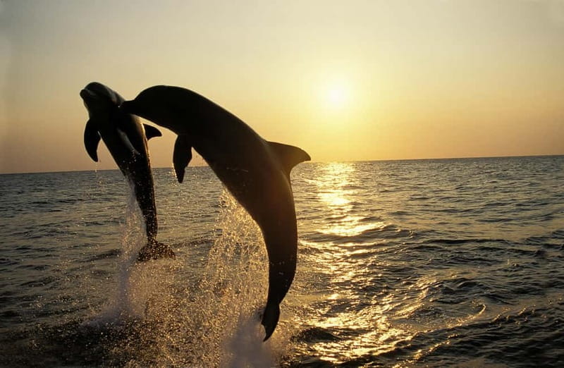 Sunset Dolphin Cruise with Dinner  Medulin Archipelago - Price, Value, and Who It’s Best For