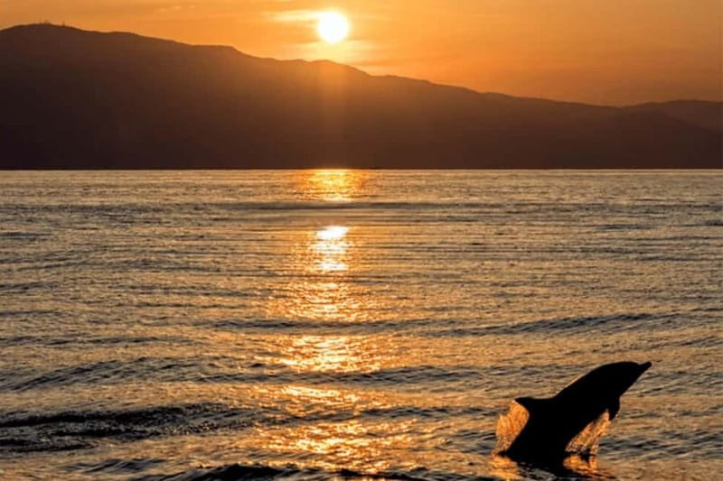 Sunset Dolphin Cruise with Dinner  Medulin Archipelago - FAQ