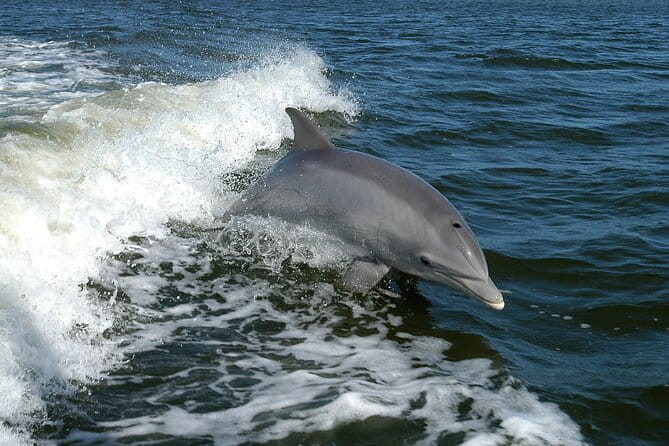 Sunset Dolphin Watching Boat Tour from Vrsar - FAQ