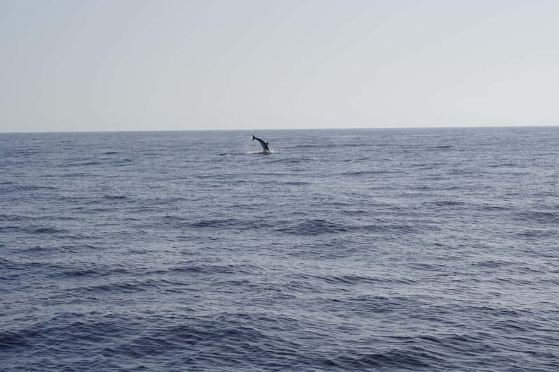 Sunset Dolphin Watching Tour on Hybrid Boat in Small Group - Key Points / Takeaways