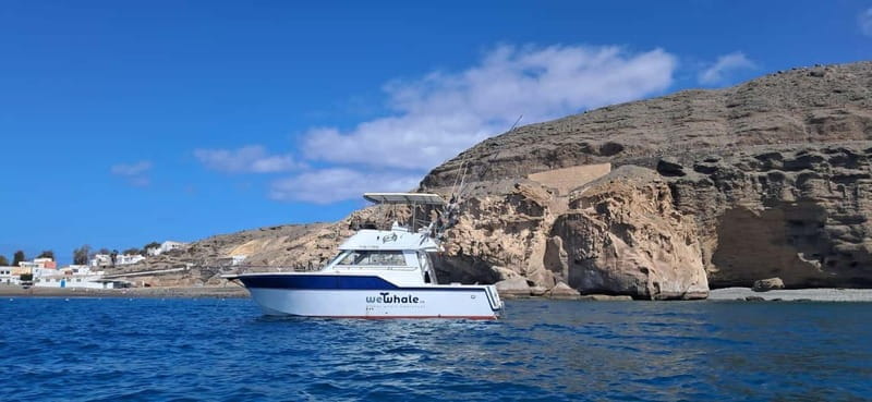 Sunset Dolphin Watching Tour on Hybrid Boat in Small Group - What Makes This Tour Special