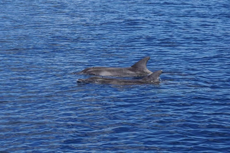 Sunset Dolphin Watching Tour on Hybrid Boat in Small Group - FAQ