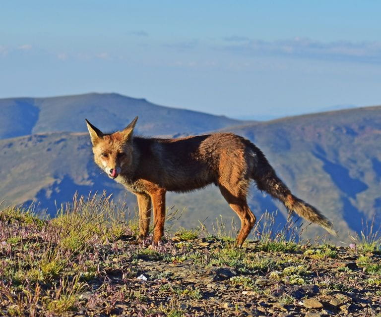 Sunset in Sierra Nevada at 2,500m Altitude - Itinerary Breakdown
