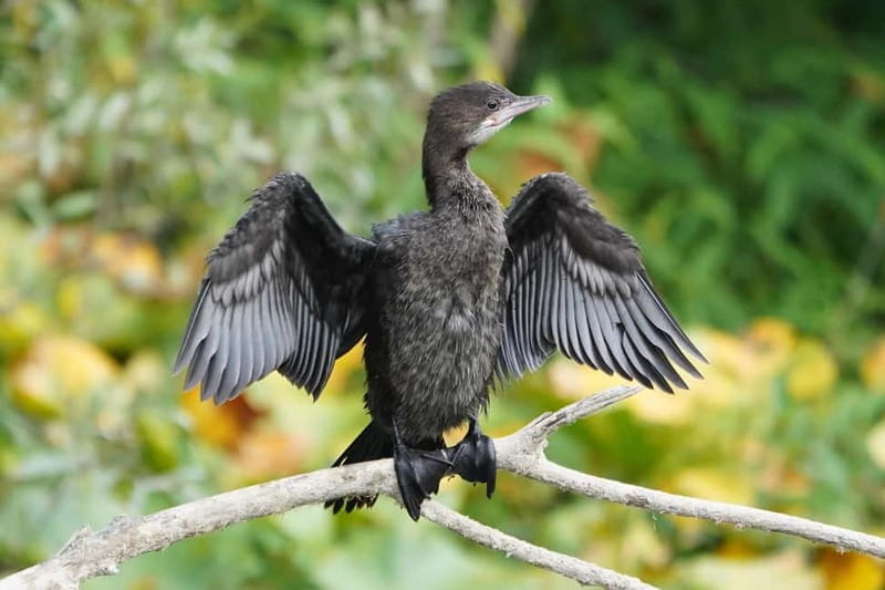 SUNSET/SUNRISE PRIVATE BOAT TOUR ON SKADAR LAKE (2H) - FAQs