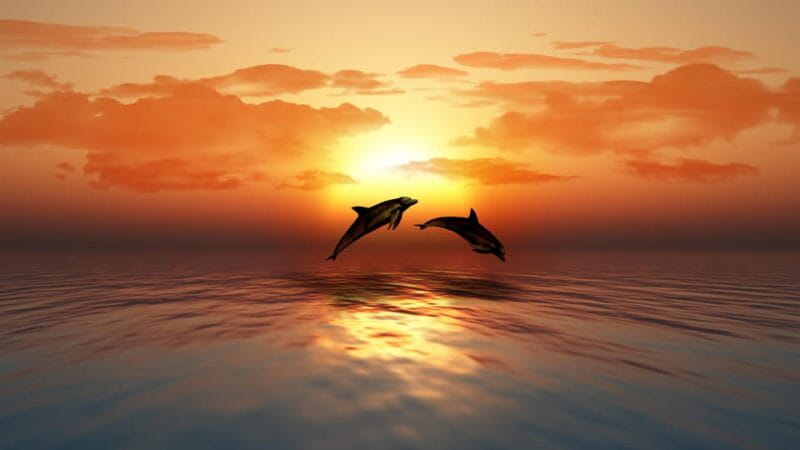 SUNSET TOUR WITH DOLPHIN WATCHING - Who Will Love This Tour?