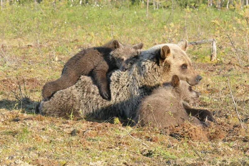 Suomussalmi, Finland: Bear Watching and photography night - Key Points / Takeaways