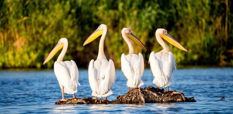 SUPER TOUR: Day Trip to Danube Delta - Entering The Natural Wonder of the Danube Delta