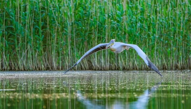 SUPER TOUR: Day Trip to Danube Delta - Practical Details and Logistics