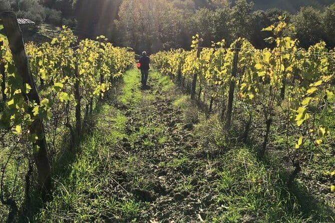 Super Tuscan & IGT wines, Evo Oil & Balsamic Vinegar Tasting - Who Should Consider This Experience?