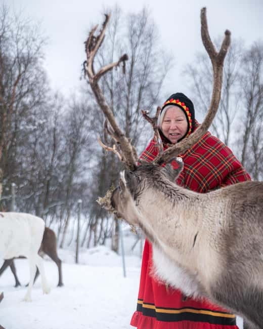 Svolvær: Sami Culture and Reindeer Experience - The Reindeer Paddock: Closer Than Ever